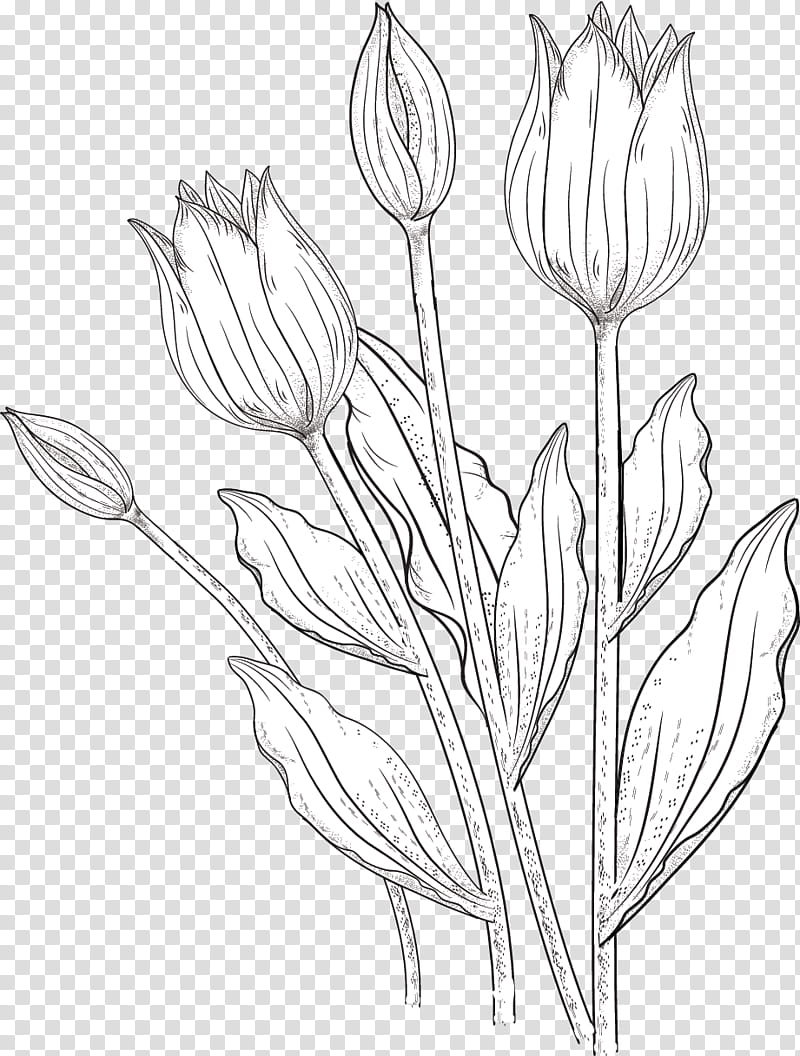 Tulip Brushes, white flower illustration transparent background PNG clipart