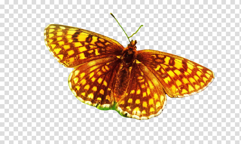 moths and butterflies butterfly insect pollinator brush-footed butterfly, Brushfooted Butterfly, Boloria, High Brown Fritillary, Euphydryas, Marsh Fritillary transparent background PNG clipart