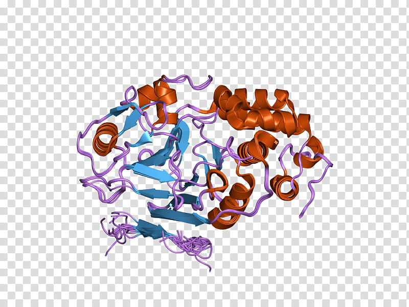 Calcineurin Text, Phosphatase, Protein Serinethreonine Phosphatase, Nfat, T Cell, Protein Phosphatase, Calmodulin, Protein Phosphatase 2 transparent background PNG clipart