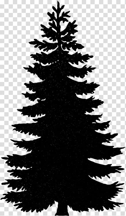 Christmas Black And White, Conifers, Balsam Fir, Pine, Noble Fir, Tree, White Fir, Cedar transparent background PNG clipart