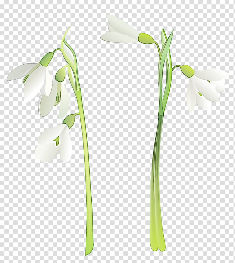 Summer Flower, Snowdrop, Wildflower, Plants, Spring
, Galanthus, Plant Stem, Pedicel transparent background PNG clipart