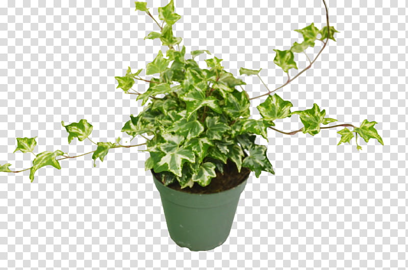 Bamboo Leaf, Common Ivy, Houseplant, Devils Ivy, Syngonium Podophyllum, Flowerpot, Calathea Lancifolia, Plants transparent background PNG clipart