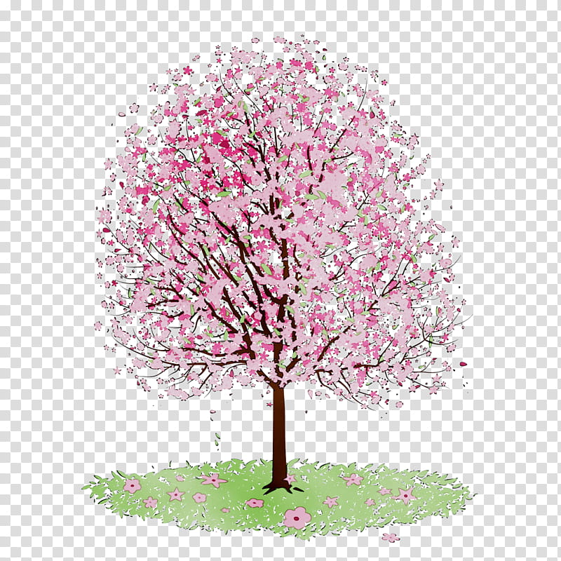 Cherry Blossom Tree Drawing, Flower, Apple, Floral Design, Pink, Plant, Woody Plant, Spring transparent background PNG clipart