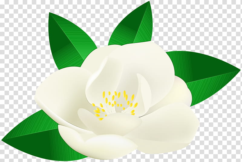 white flower petal plant flowering plant, Watercolor, Paint, Wet Ink, Magnolia, Magnolia Family, Mock Orange transparent background PNG clipart