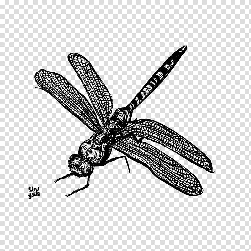 Bee, Insect, Dragonfly, Ischnura Senegalensis, Slow Loris, Brown Hawker, Printing, Dragonflies And Damseflies transparent background PNG clipart