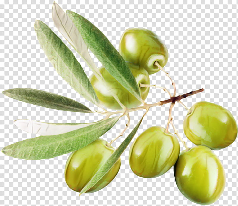 Family Tree, Olive, Food, Olive Oil, Olive Leaf, Kalamata Olive, Fruit, Plant transparent background PNG clipart