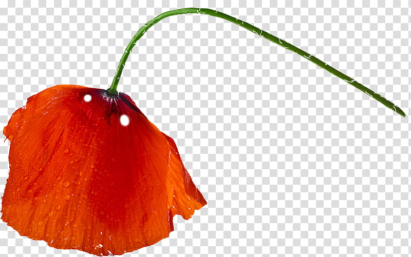 Flower Stem, Prague, Logo, Petal, Shop, Fruit, Igor Makovsky, Orange Sa, Floristry, Plant Stem transparent background PNG clipart