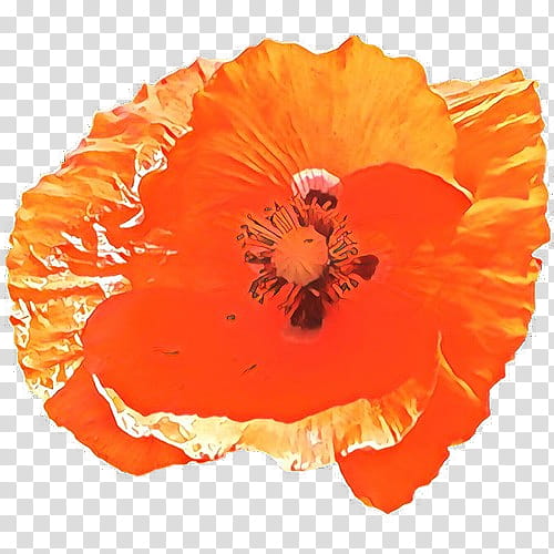 Orange, Cartoon, Hawaiian Hibiscus, Oriental Poppy, Poppy Family, Flower, Plant, Petal transparent background PNG clipart