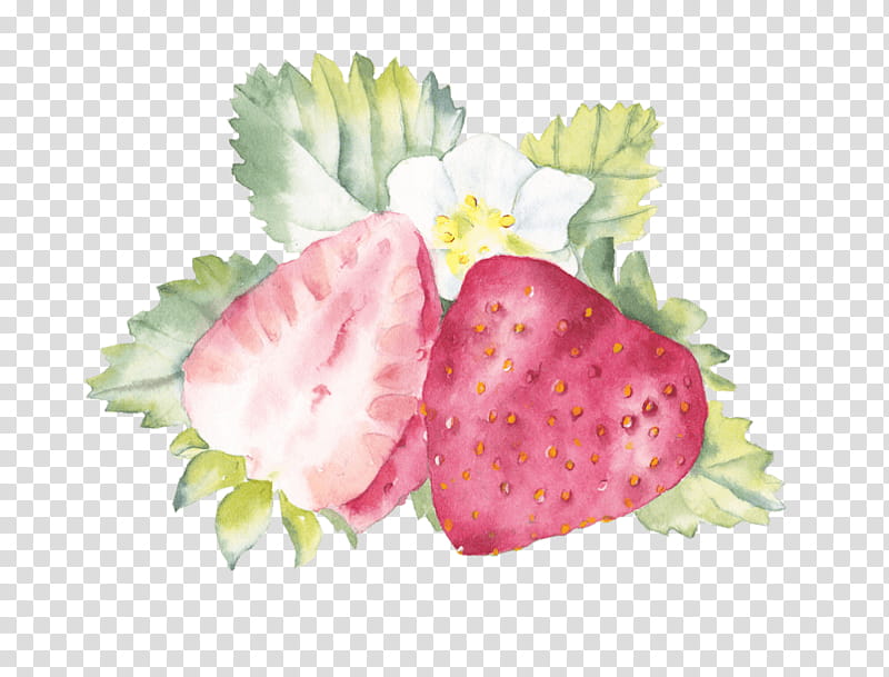 Watercolor Texture, Watercolor Painting, Drawing, Fruit, Strawberry, Artist, Pink, Plant transparent background PNG clipart