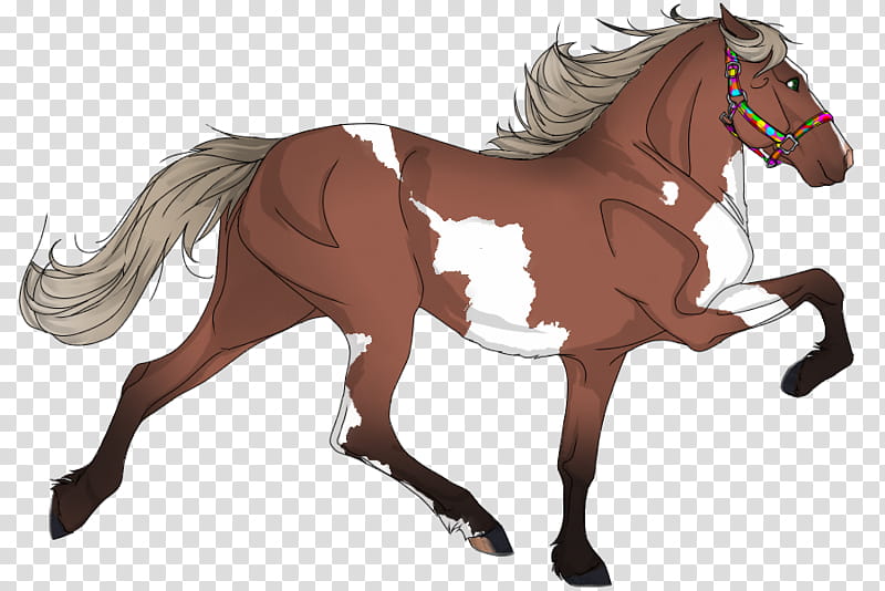 Horse, Mane, American Quarter Horse, Foal, Mustang, Appaloosa, Pony, Roan, Sabino Horse transparent background PNG clipart