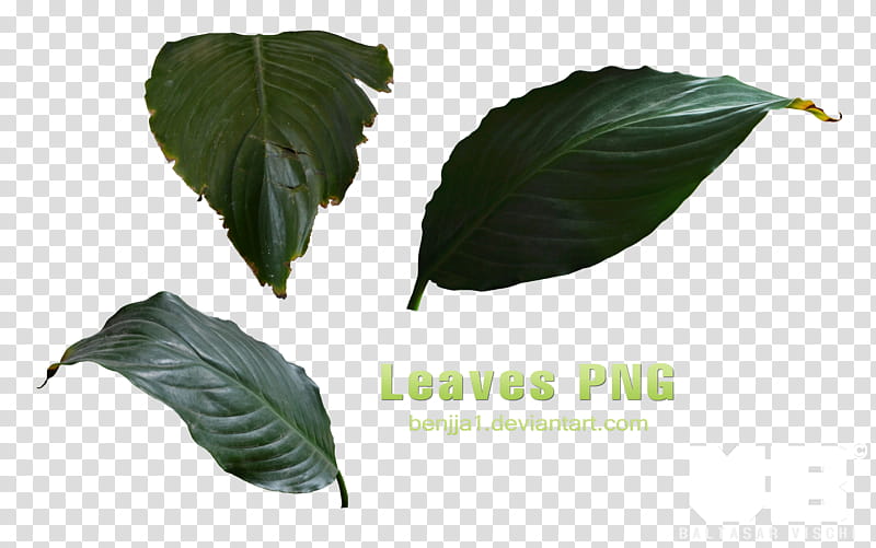 LEAVES, three green leafed plants transparent background PNG clipart