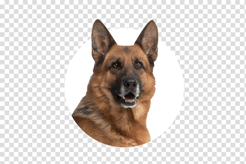 German sales shepherd png