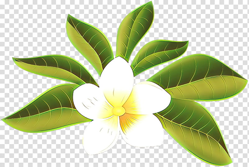 Flowers, Petal, Leaf, Cut Flowers, Tulip, Frangipani, Holetown, Day Spa transparent background PNG clipart