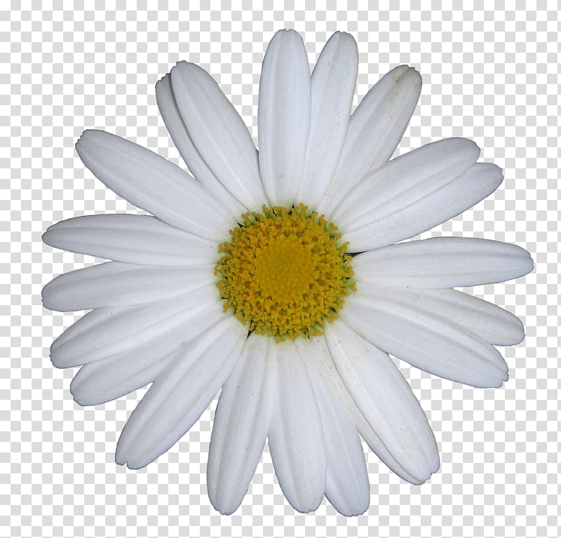 spring , white and yellow petaled flower transparent background PNG clipart