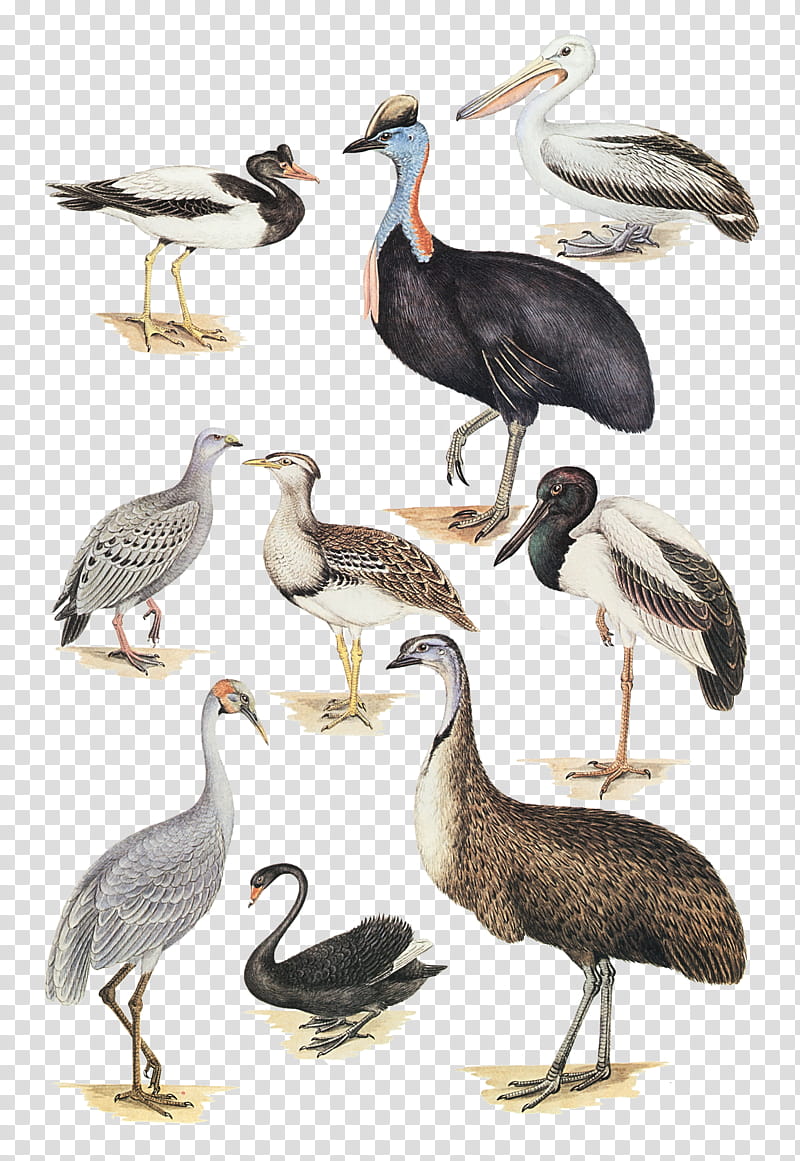 Australias Largest Birds, assorted birds illustration transparent background PNG clipart