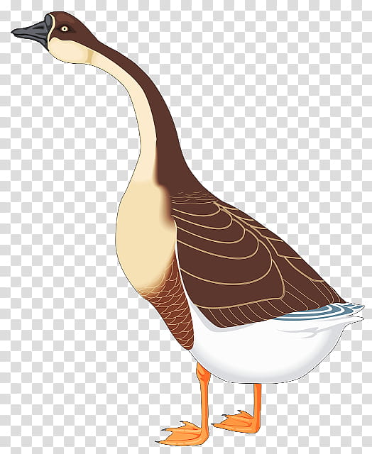 Water, Goose, Cygnini, Canada Goose, Swan Goose, Duck, Ducks, Brent Geese transparent background PNG clipart