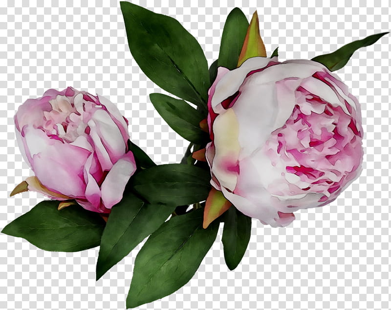 Pink Flower, Peony, Cut Flowers, Garden Roses, Flower Bouquet, Floral Design, Floristry, Petal transparent background PNG clipart