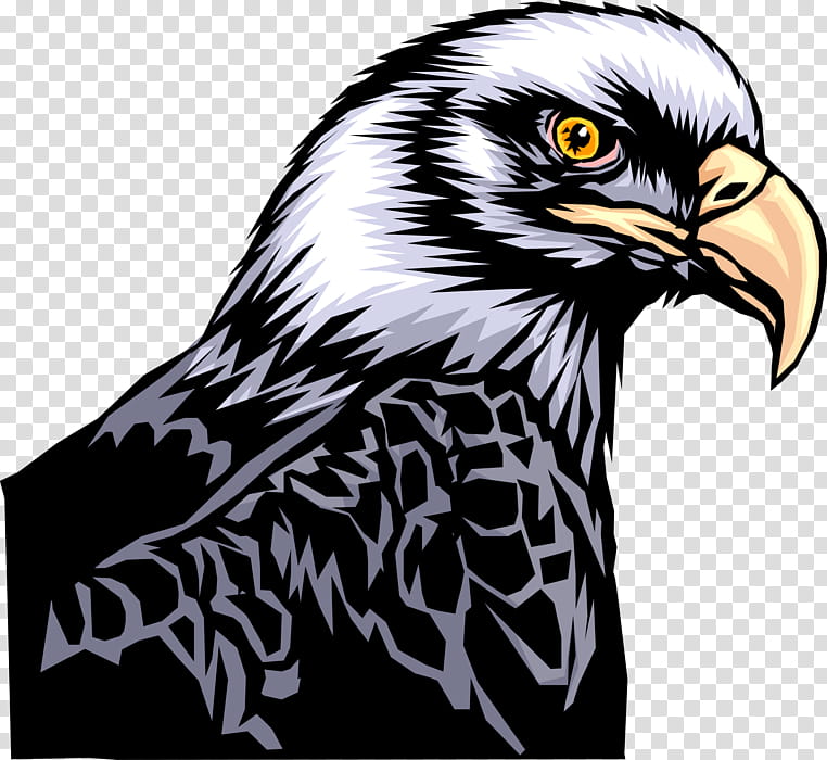 Bird Line Drawing, Bald Eagle, Line Art, Bird Of Prey, Accipitridae ...