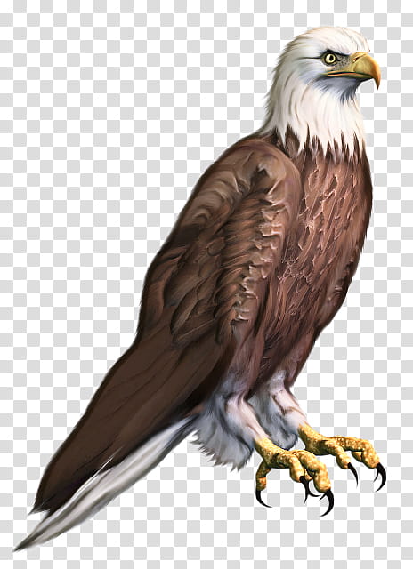 Bird, Bald Eagle, Hawk, Vulture, Cartoon, Beak, Falcon, Buzzard transparent background PNG clipart