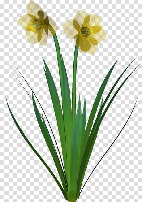 Flowers, Plant Stem, Cut Flowers, Narcissus, Plants, Petal, Amaryllis Belladonna, Grass transparent background PNG clipart