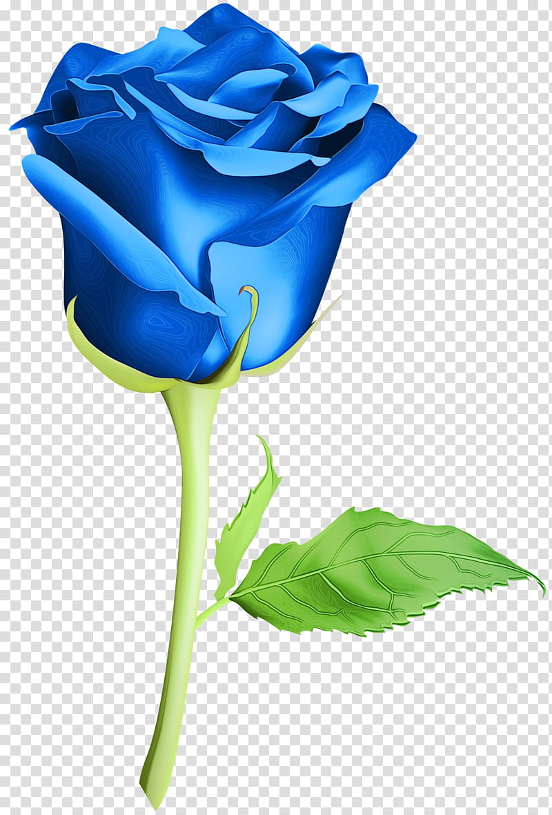 Garden Flowers, Garden Roses, Blue Rose, Cut Flowers, Night, Net, Petal, Bud transparent background PNG clipart