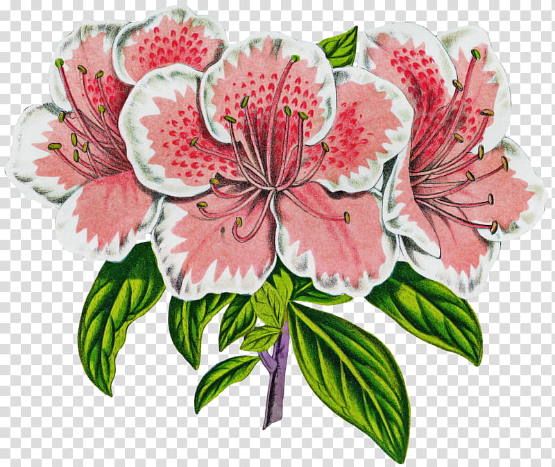 flower plant peruvian lily cut flowers pink, Petal, Stargazer Lily, Rhododendron transparent background PNG clipart