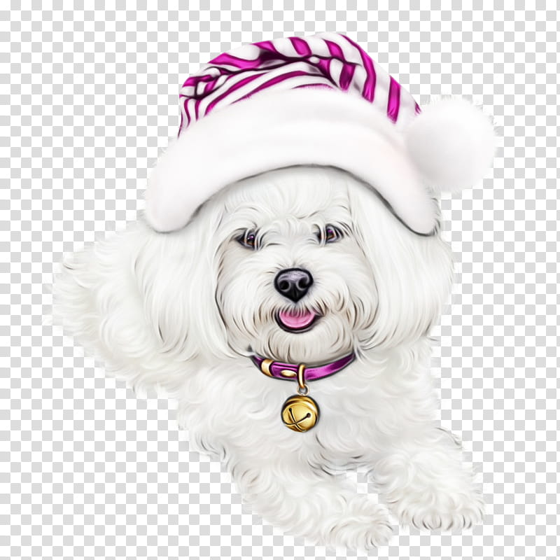dog maltese bichon coton de tulear havanese, Watercolor, Paint, Wet Ink, Puppy transparent background PNG clipart