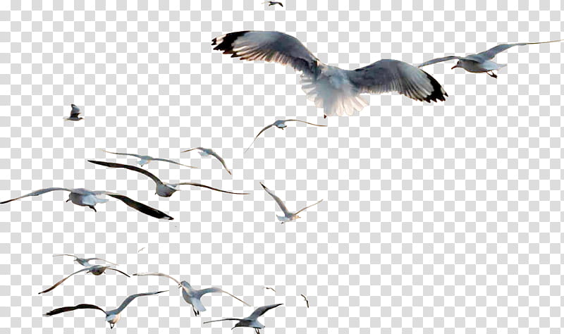 Crane Bird, Gulls, Pigeons And Doves, Bird Migration, Flock, Flight, Beak, Animal Migration transparent background PNG clipart