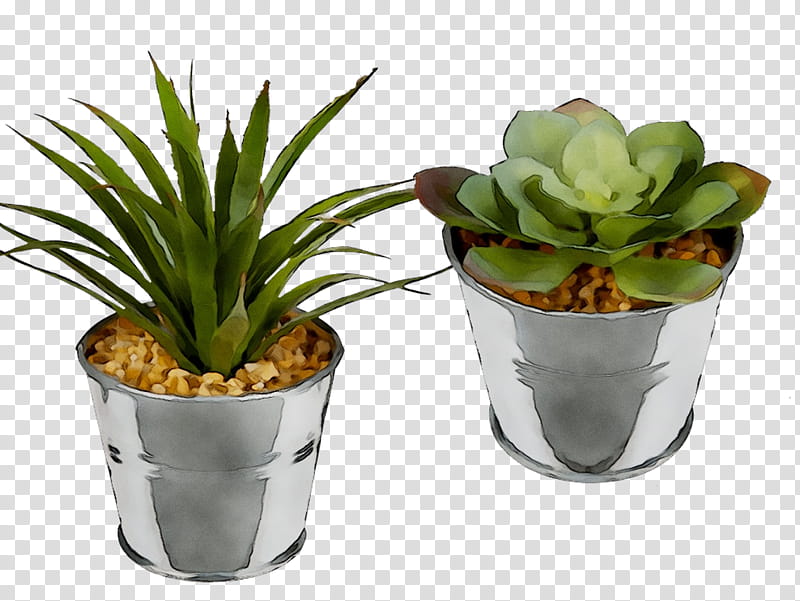 Aloe Vera, Bunnik Plants, Dracaena Fragrans, Houseplant, Inav Dbx Msci Ac World Sf, Flowerpot, Agave, Medinilla Magnifica transparent background PNG clipart