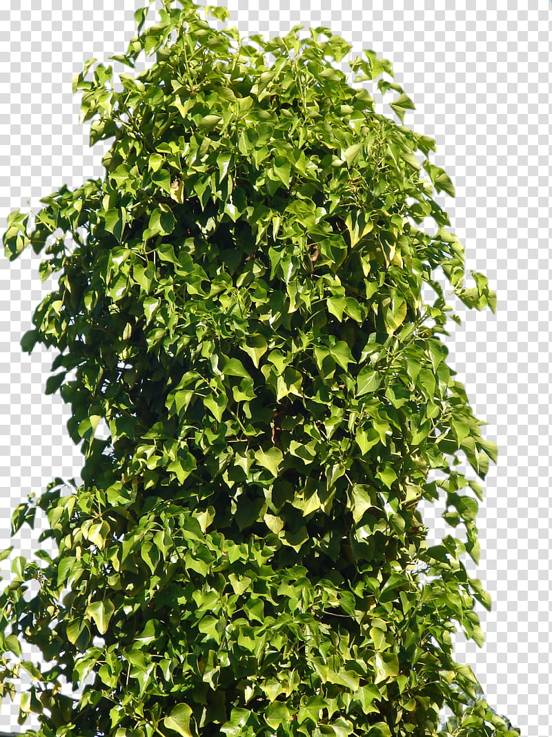 Bush transparent background PNG clipart