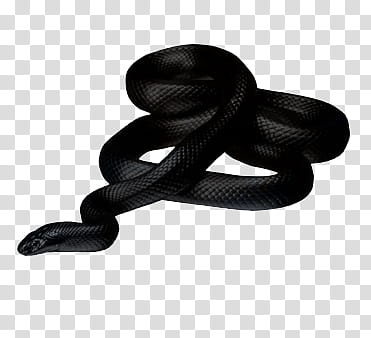 BLACK RESOURCESFORBITCHES, black snake transparent background PNG clipart