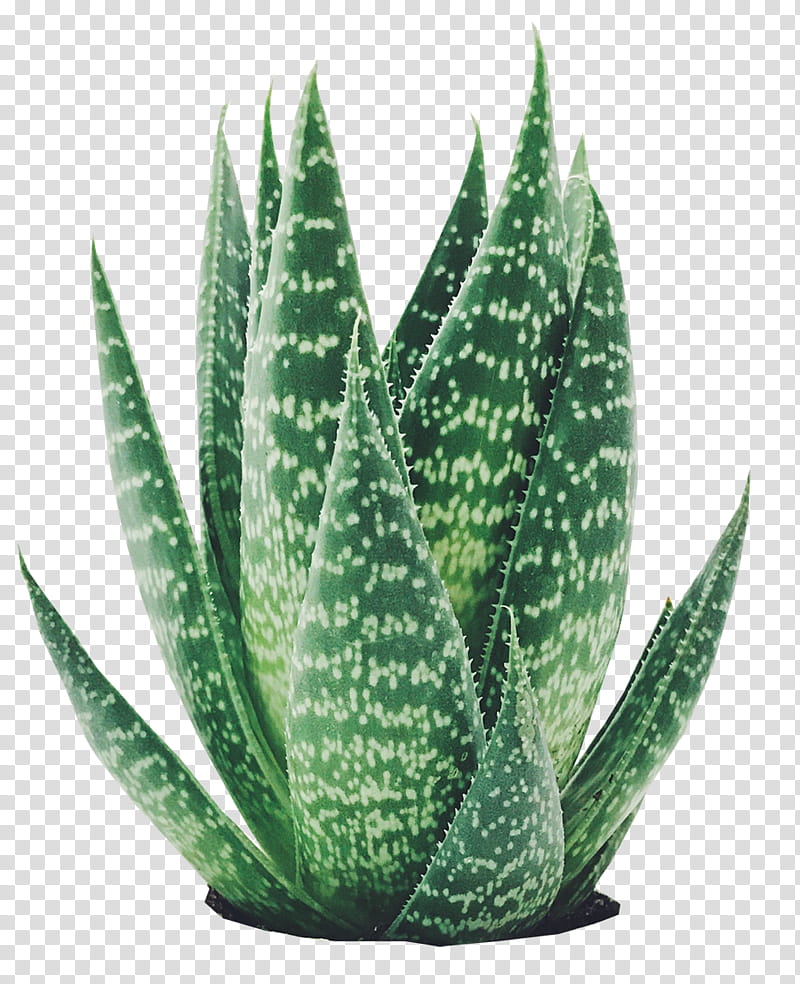 , green succulent plant transparent background PNG clipart
