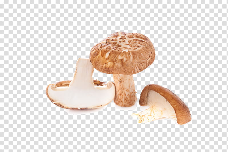agaricaceae agaricus champignon mushroom mushroom shiitake, Agaricomycetes, Edible Mushroom, Fungus, Matsutake transparent background PNG clipart