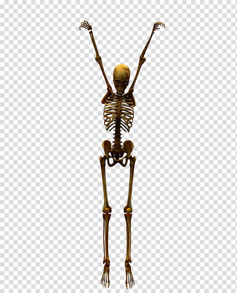 E S Bones II, human skeleton illustration transparent background PNG clipart