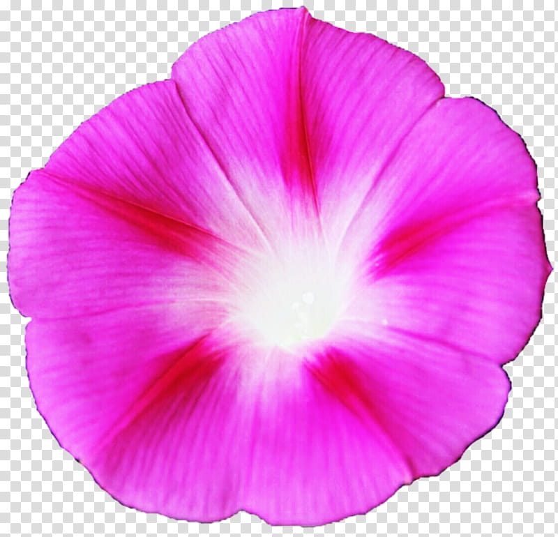 Pink Morning Glory transparent background PNG clipart