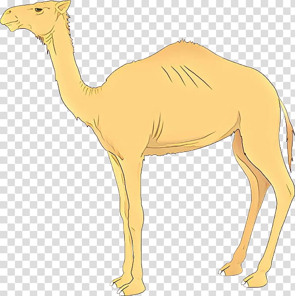 Camel Camel, Desert, Silhouette, Xerocole, Drawing, Camelid, Arabian Camel, Wildlife transparent background PNG clipart