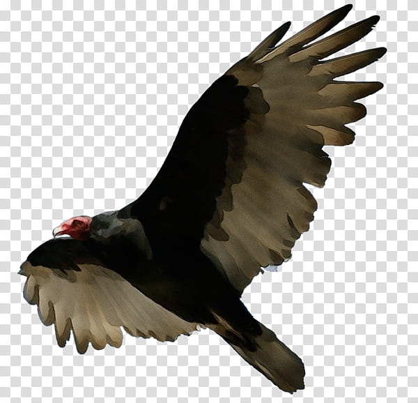 bird turkey vulture eagle bird of prey beak, Watercolor, Paint, Wet Ink, Wing, Accipitridae, Falconiformes transparent background PNG clipart