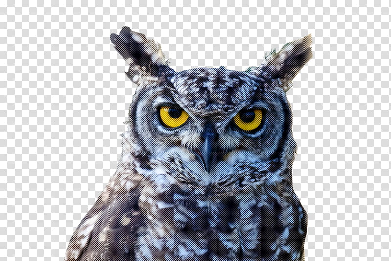 owl bird bird of prey western screech owl eastern screech owl, Great Horned Owl, Beak, Wildlife transparent background PNG clipart