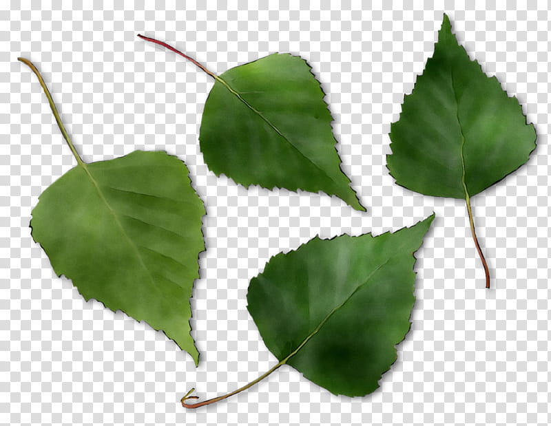 Birch Tree, Leaf, Plant Stem, Flower, Canoe Birch, Plane, Ivy transparent background PNG clipart