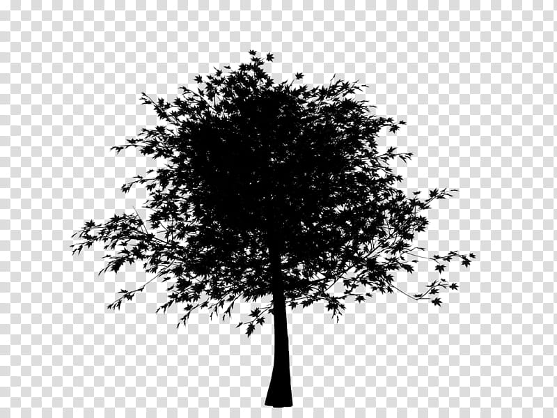 Oak Tree Silhouette, Black White M, Leaf, Woody Plant, Branch, Blackandwhite, Plane transparent background PNG clipart