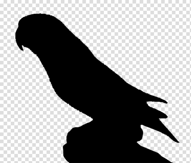 Bird Silhouette, Beak, Black M, Wing, Blackandwhite, Tail, Wildlife, Falconiformes transparent background PNG clipart