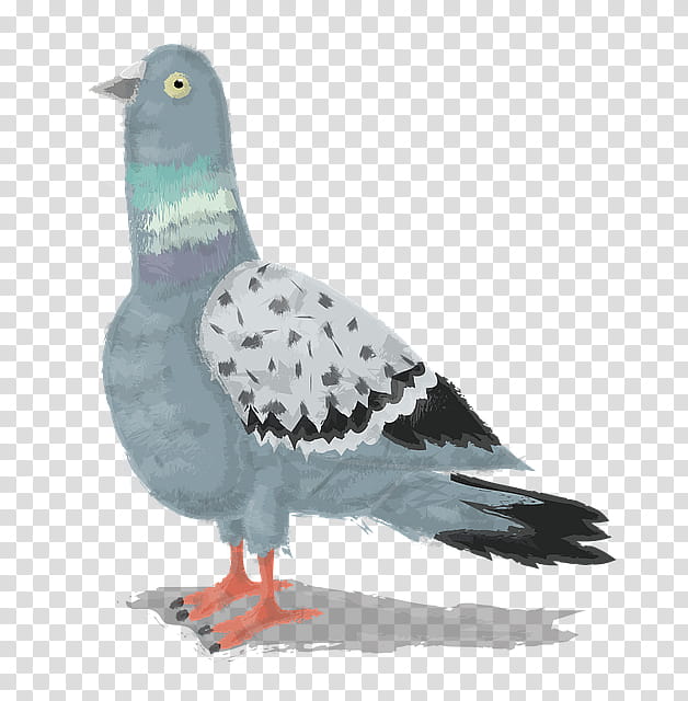 Dove Bird, Pigeons And Doves, Hashtag, Animal, Dove, Tagged, Video, Feather transparent background PNG clipart