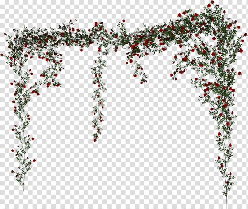 Rose Flower Drawing, Data Compression, Thorns Spines And Prickles, Plant, Tree transparent background PNG clipart