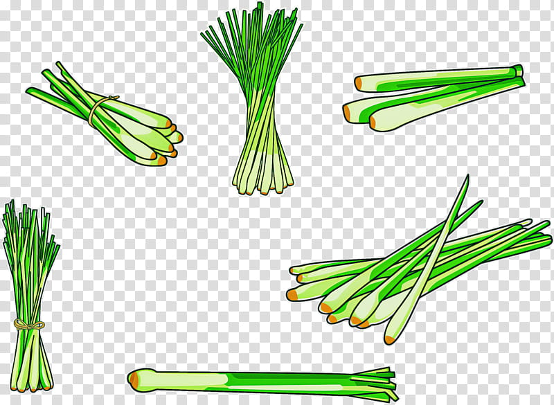 chives welsh onion vegetable plant leek, Garlic Chives, Scallion, Herb, Grass, Allium, Lemongrass, Amaryllis Family transparent background PNG clipart