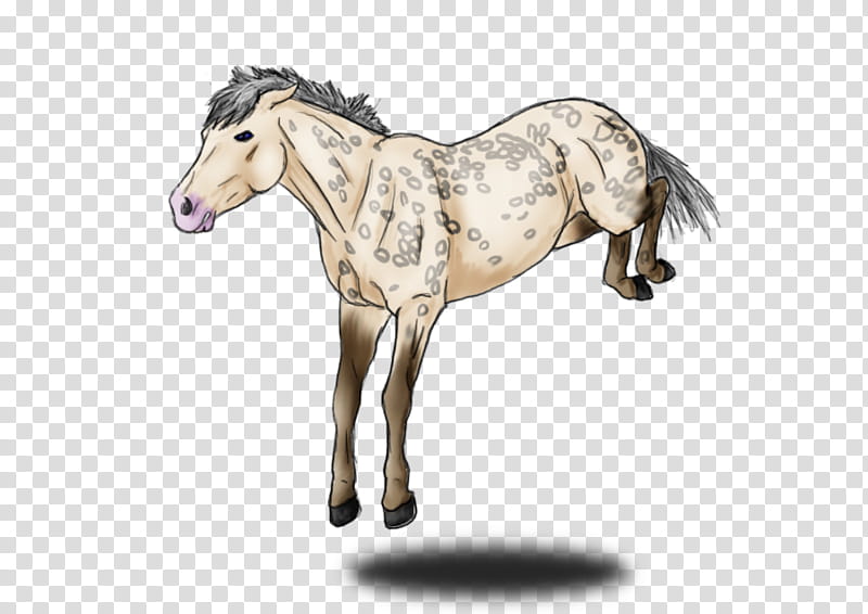 Horse, Mustang, Foal, Mare, Stallion, Colt, Halter, Pony transparent background PNG clipart