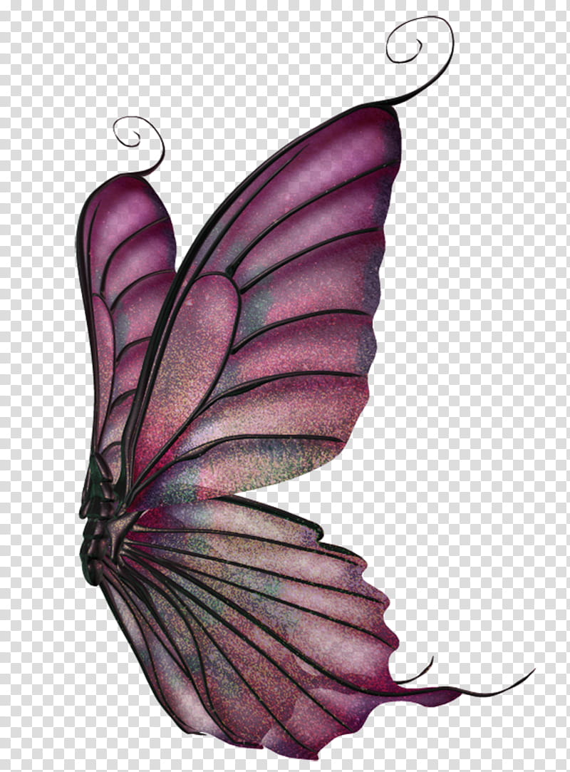 Wings Set  transparent background PNG clipart