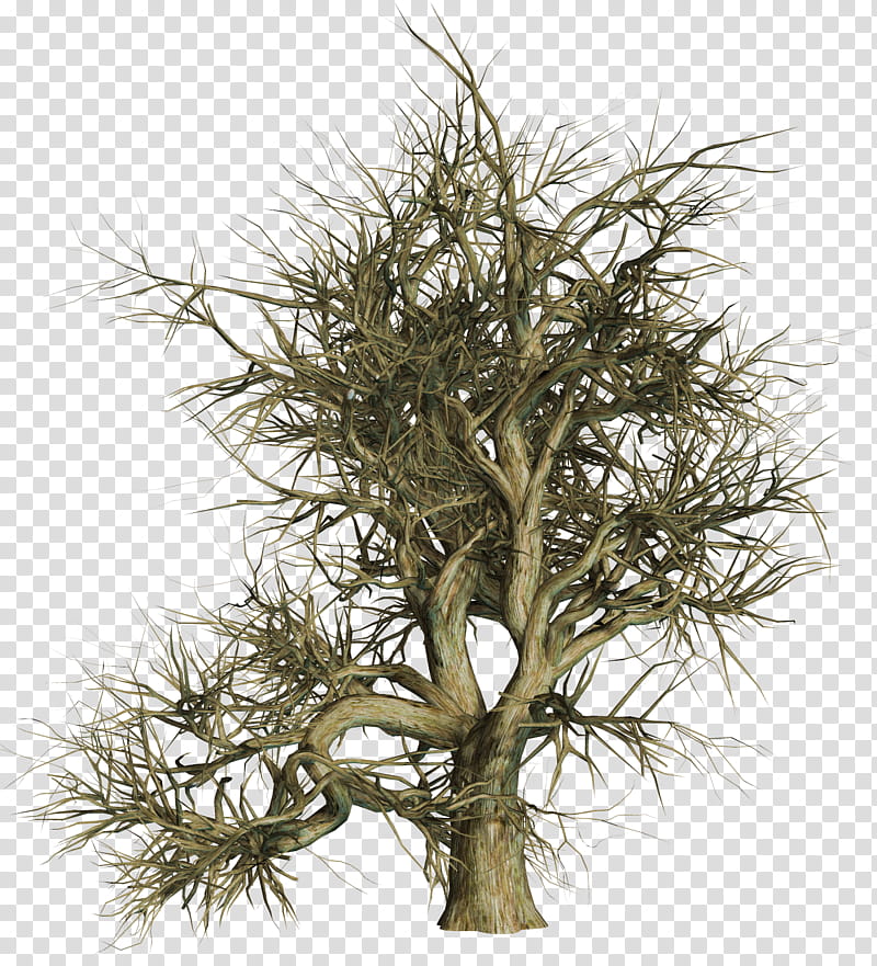 Dead Trees , bare tree illustration transparent background PNG clipart