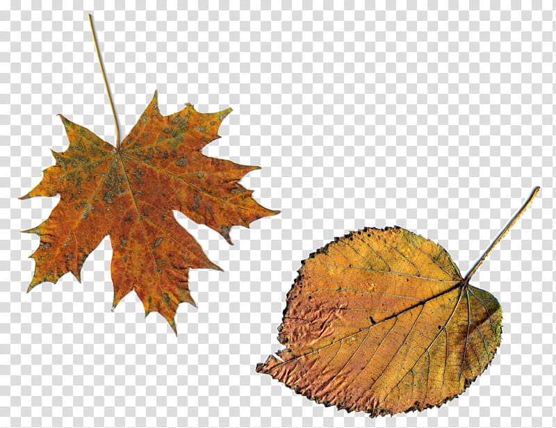 Autumn Leaves, Leaf, Maple Leaf, Tree, Black Maple, Plane, Deciduous, Planetree Family transparent background PNG clipart