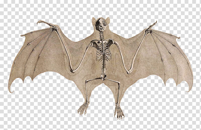 Bat, Skeleton, Bat Skeleton, Biological Illustration, Drawing, Anatomy transparent background PNG clipart