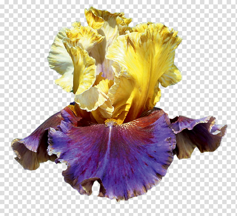 Flowers, Irises, Bearded Iris, Cut Flowers, Petal, Purple, Yellow, Blog transparent background PNG clipart